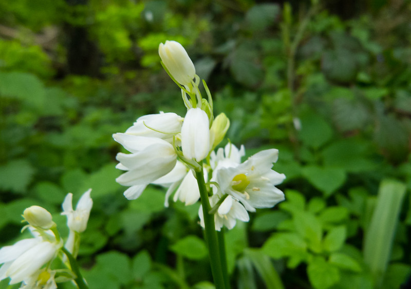 Wild garlic in flower