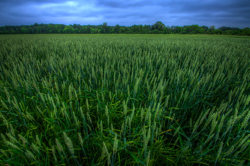 wheat field magic hour eastern shore maryland county nikon d300s hdr green blue alex erkiletian