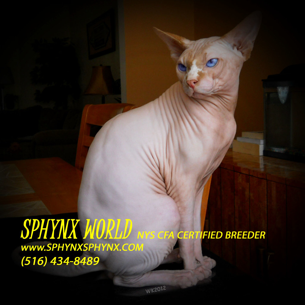 A Sphynx Cat  Breeder on Long  Island  Sphynx World NYS CFA C 