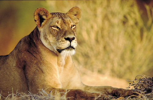 The Lion