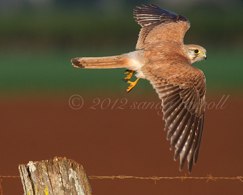catch you later..... | by wildphotos4u