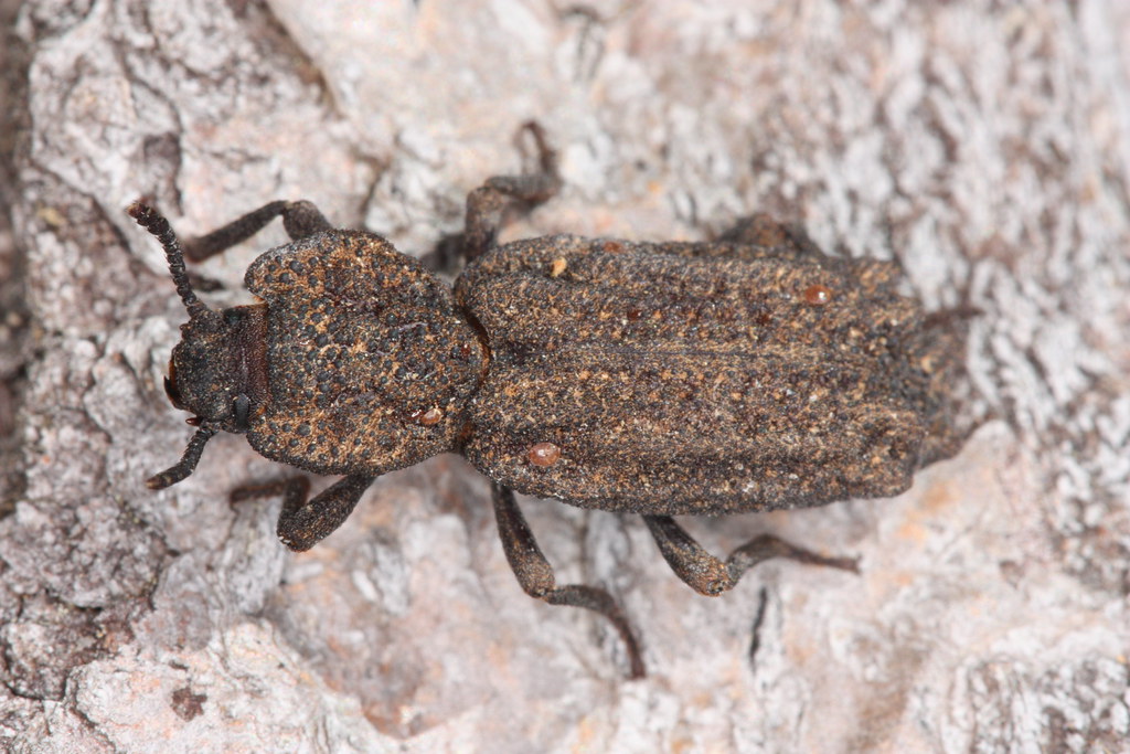 Phellopsis Phellopsis porcata (Zopheridae) | under Douglas Fir bark, Ho… | Flickr