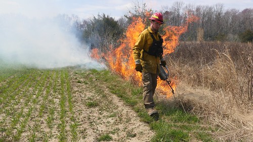 Photo of fireman conducting a controlled burn