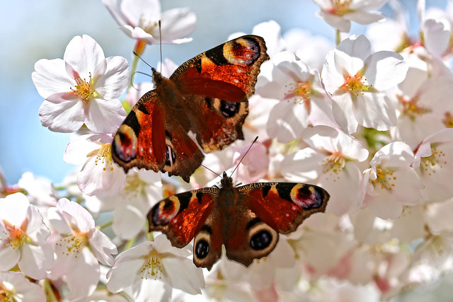 Cherry Blossom and Butterflies