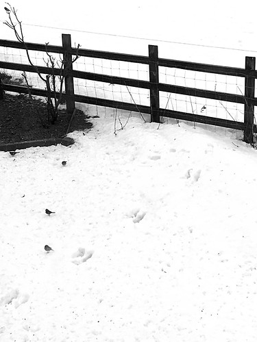 irishhare mountainhare animal fauna winter fence hff wexford ireland irish 2018onephotoeachday track footprint bird garden iphonese bw monochrome blackandwhite