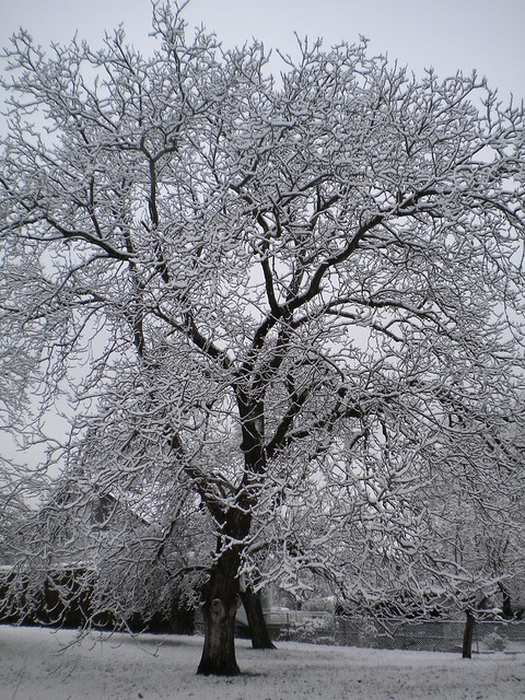 A Nut tree in Winter