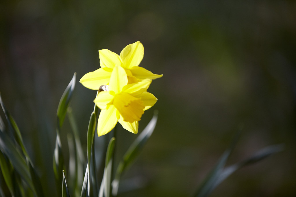 Narcissus on the hill (3)