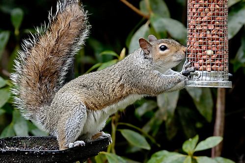 SQUIRREL | by Eddie Evans