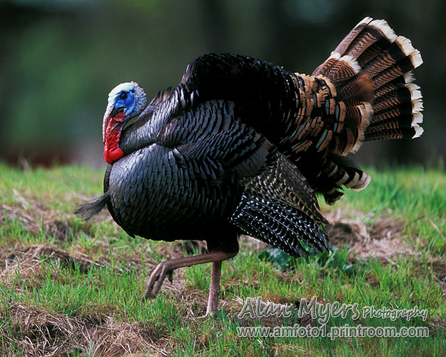 Tom turkey | #12075 | Alan Myers | Flickr