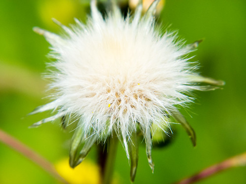 Sow thistle seed head