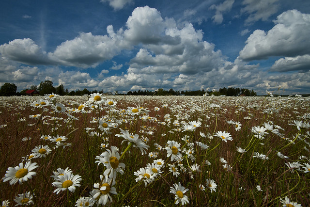 Daisy fields forever...