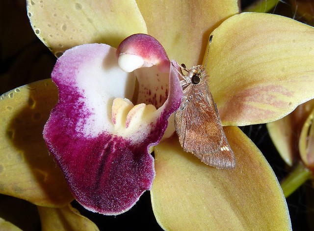 Cymbidium Memoria Amelia Earhart 'New Horizon' hcc-aos hybrid orchid and a moth