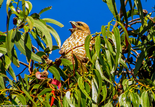 Juvenile Red-Shouldered Hawk | by Margie-S