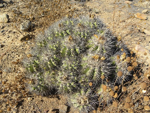 cacti cactus chaniarensis chile copiapoa coquimbana coquimbo eltrapiche fnrrb2046 ka4764s kakteen kaktus loschoros rb2046 reise standort
