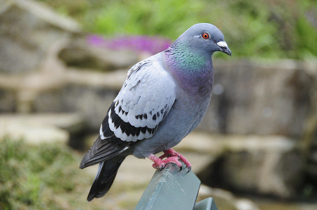 Pigeon on a Bench, Peasholm Park, Scarborough