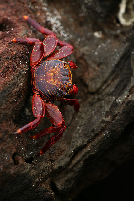 Sally Lightfoot Crab (Grapsus grapsus)