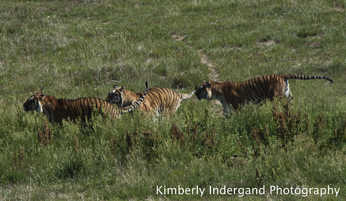 animals colorado tiger tigers sanctuary animalsanctuary bigcats wildanimals siberiantigers