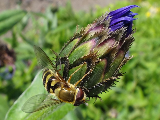 Common Research. Hoverfly, Syrphus ribesii, on Centaurea montana, Greater Blue Bottle or Mountain Bluet, Botanische Tuin Fryslân 