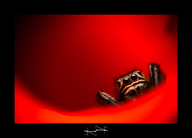 araignée macro en rouge spider jumper in red damail D.F.N.