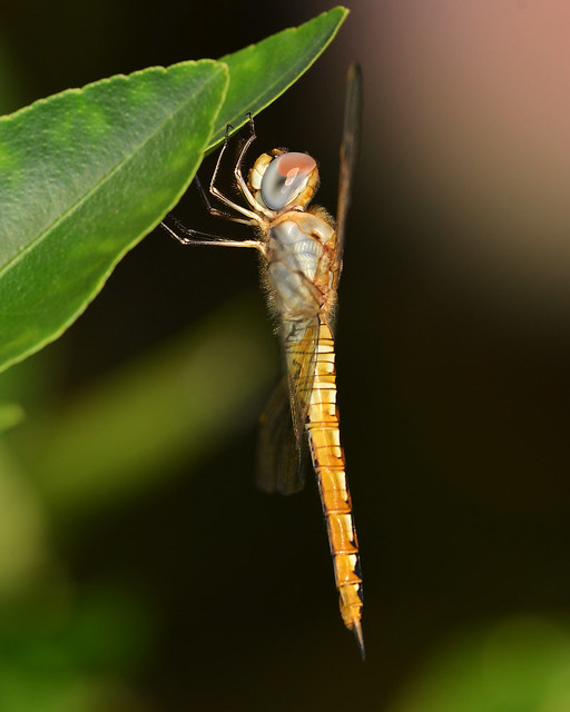 Wandering Glider Dragonfly (Pantala flavescens)