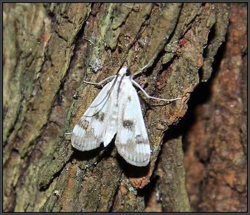 Parapoynx maculalis - Polymorphic Pondweed Moth - Hodges#4759 | by Eric C. Reuter