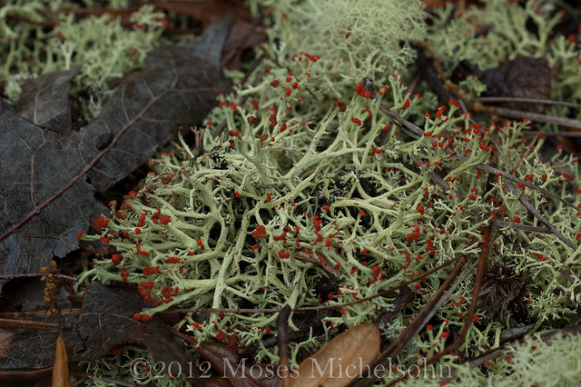Cladonia cristatella - Brunswick County, North Carolina, United States of America