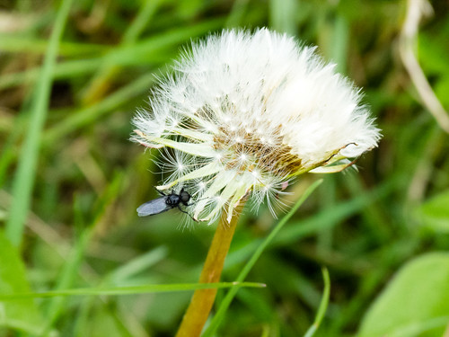 Insect on a dandelion seed-head