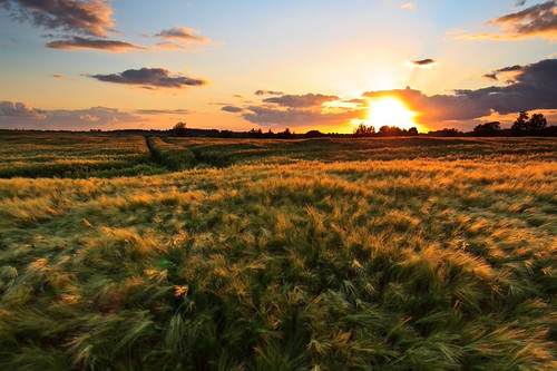 Kornfeld by vdbist, marina sonnenuntergang vorpommern mecklenburg kornfeld neuhof getreide gerste