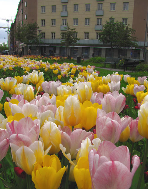 more tulips in the city