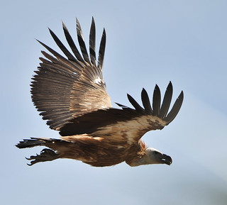 Griffon Vulture | © DM Parody 2012 | David Parody | Flickr