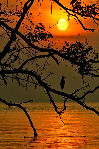 sunset beach silhouette paradise crane johor maur thegalaxy westmalaysia muarriver colorphotoaward mygearandme