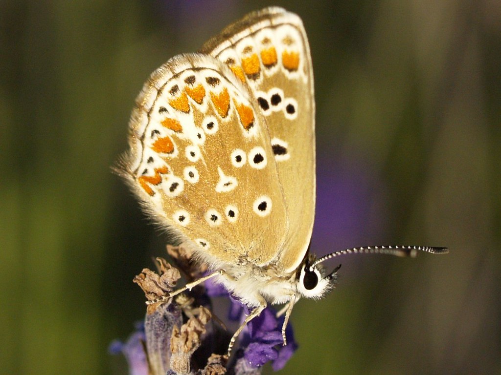 Aricia cramera  Class: Insecta. Order: Lepidoptera. Superfa…  Flickr