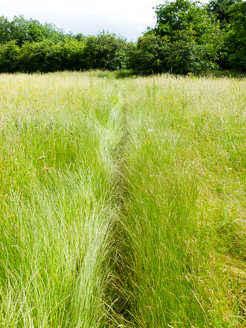 Overgrown path, Barley Field