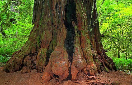 redwoodtree coastredwood sequoia