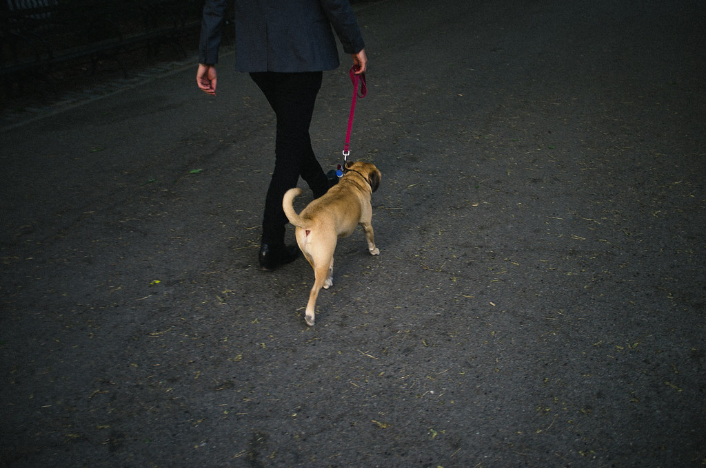 A person dressed in a gray suit walking a tan pug on a red leash down a paved pathway in a park at twilight.