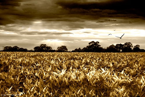 trees summer england field weather birds sepia canon dark gold golden countryside corn cornfield scenery gloomy cheshire silhouettes canon350d dramaticsky picturesque cornrows audlem