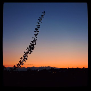 Sunset silhouette