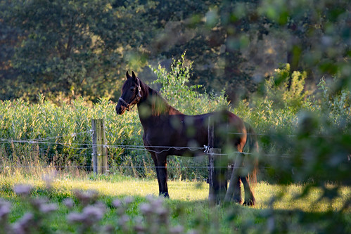 lonnekermeer twente deurningen horse sunset nederland avondzon paard