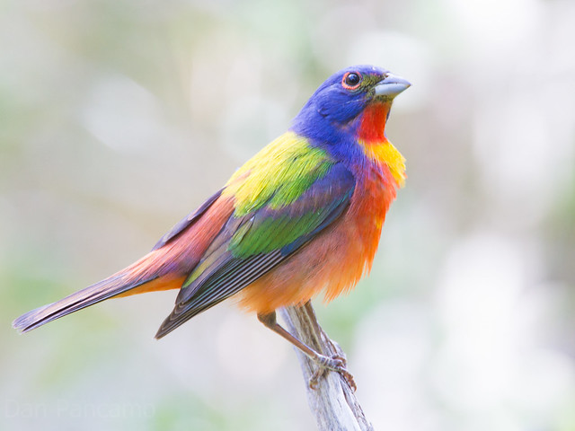 Painted Bunting - Texas State Park