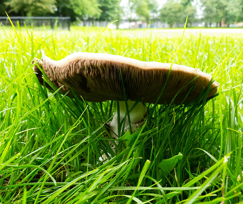 Horse mushroom, East Park