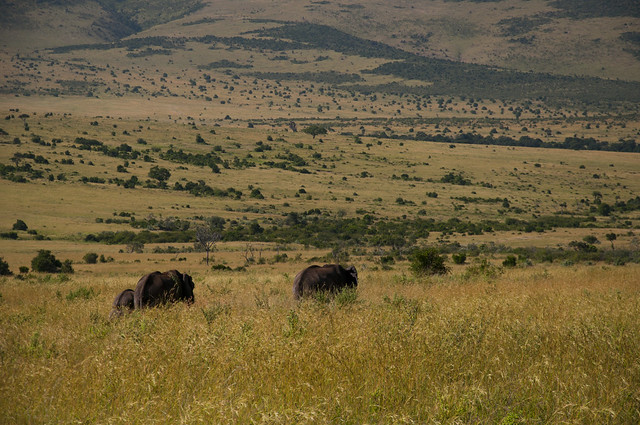 Elefants Mara