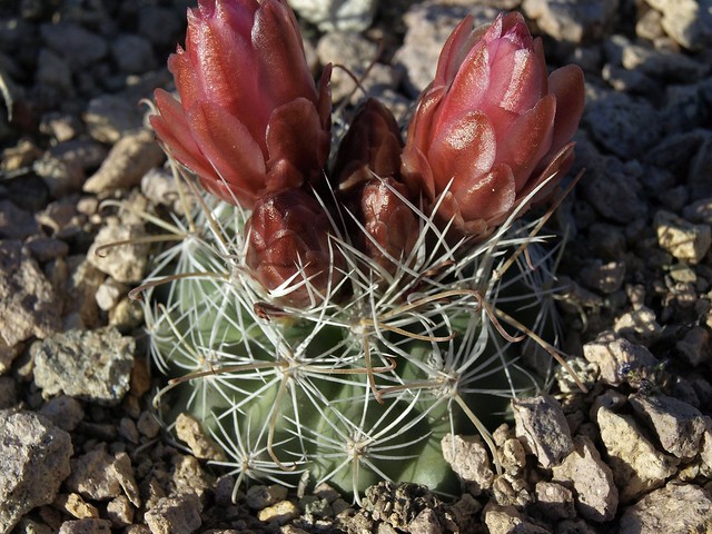 Nye pincushion cactus, Sclerocactus nyensis