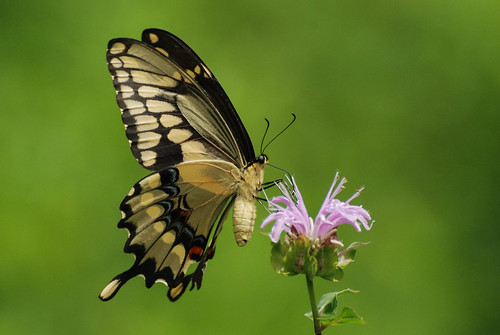 fairchildcemeterysavanna illinois butterfly giantswallowtail insect swallowtail diamondclassphotographer