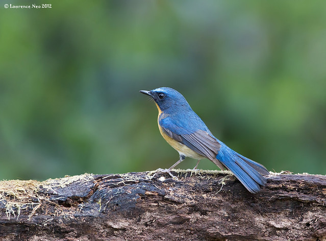 Hill Blue Flycatcher (Cyornis banyumas) @ Mae Wong National Park, Thailand_20120310_0066