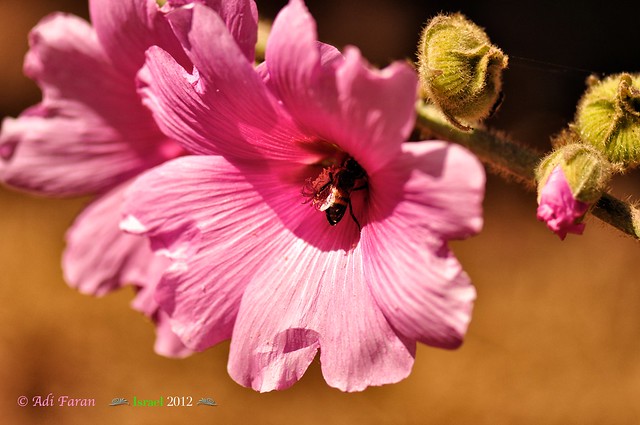 Alcea setosa - חוטמית זיפנית