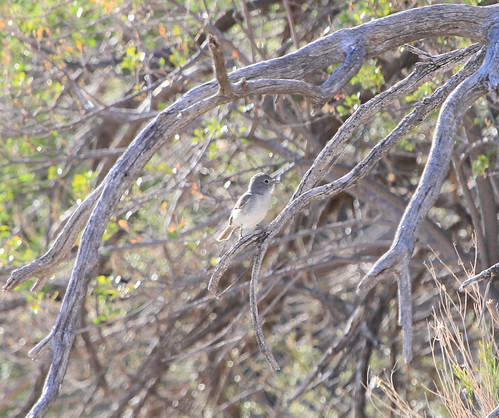 Gray Vireo | by bdbirding