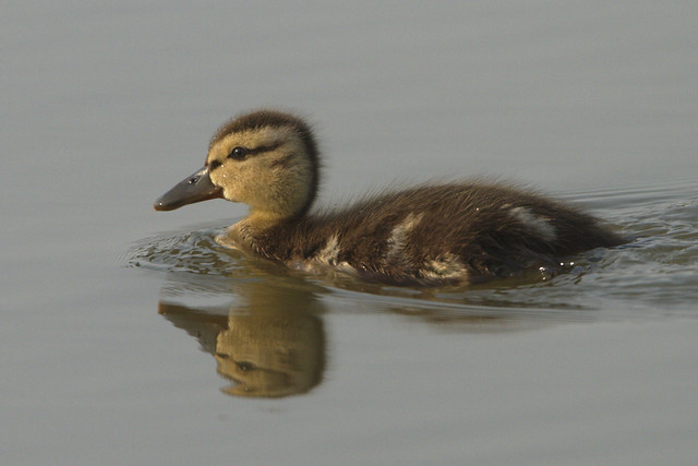 Cute, downy, fluffy duckling...