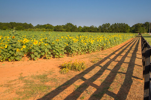 georgia landscape rutledge sunflowerfarmfestival