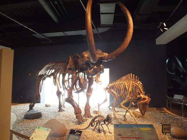 Pleistocene megafauna 7-8-2012
