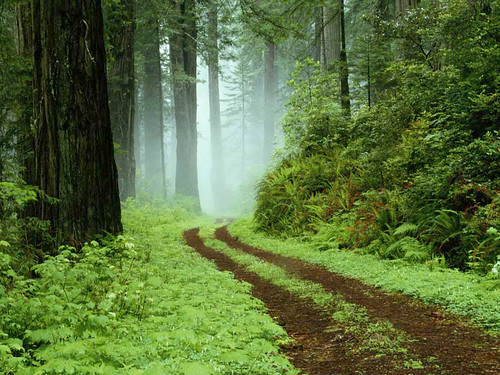 A forest path in Redwoods State Park, California. | by edgar_f_ortiz